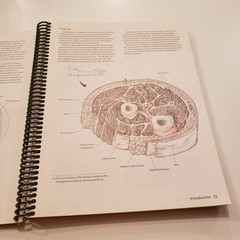 Trail Guide to the Body Locate Muscles Bones Biel Andrew Anatomy 2nd Edition