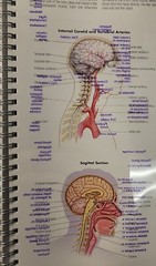 Rapid Review : Anatomy Reference Guide by Anatomical Chart Company Staff (2005,