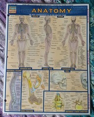 3 “Anatamy” aminated Fold Out -Quick Study Academic Bar Charts Inc Vincent Perez