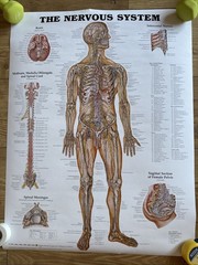 The Nervous System Wall Poster by Anatomical Chart Company Peter Bachin