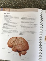 barrons the anatomy students self test visual dictionary 304pages 2011 1st editi