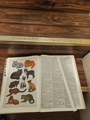 Vintage 1961 Webster’s Third New International Dictionary Unabridged Hardcover