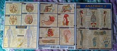 3 “Anatamy” aminated Fold Out -Quick Study Academic Bar Charts Inc Vincent Perez