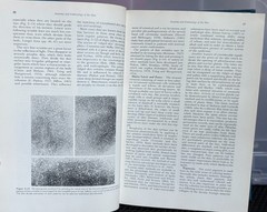 Cancer of The Skin VOL 1 : Biology-Diagnosis-Management by Andrade, Gumport