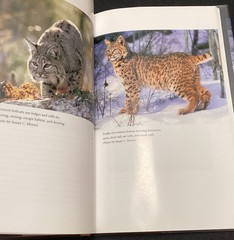Bobcat Master Survival Kevin Hansen HC Wild Animal Feline Resilient Hunting