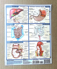 Quick Study Academic Chart Digestive System Exam Test Prep Laminated