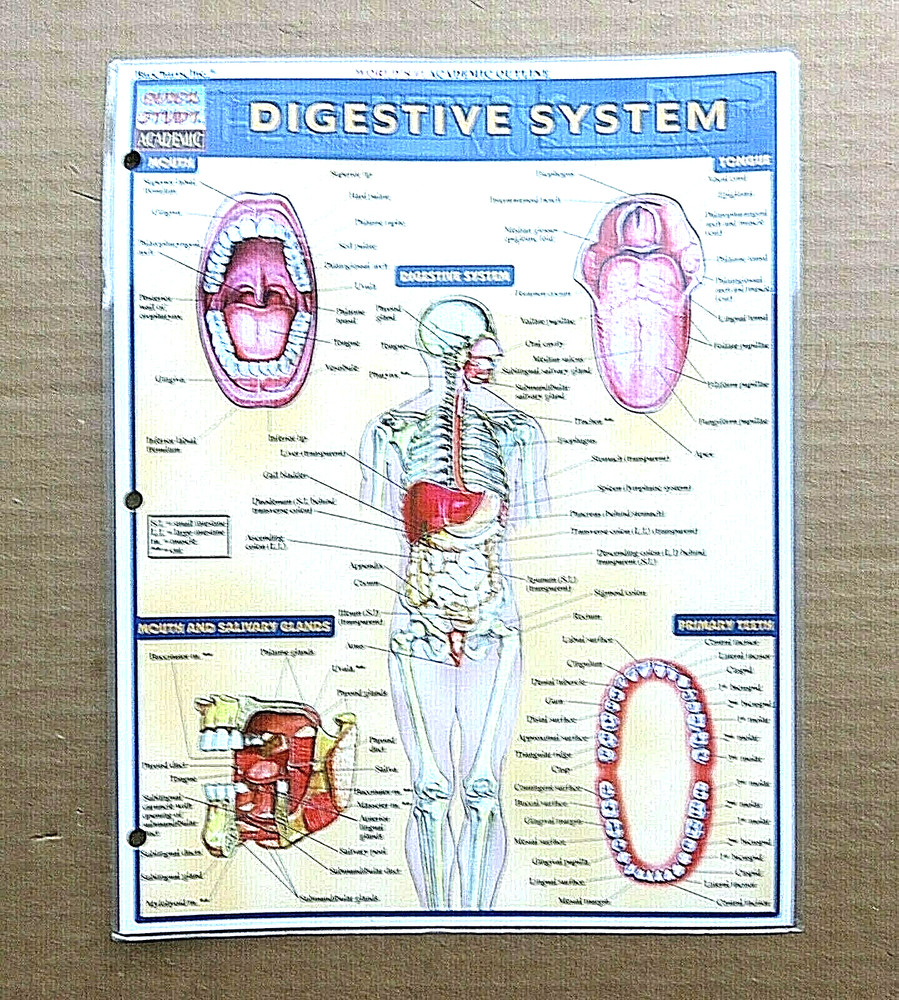 Quick Study Academic Chart Digestive System Exam Test Prep Laminated