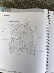 barrons the anatomy students self test visual dictionary 304pages 2011 1st editi