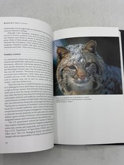 Bobcat Master of Survival Kevin Hansen 2007 Wildlife Oxford University Press