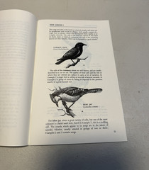 Birds Birds Birds: Boreal Birds of North America/Birds in Bloom/Canaries..LOTOF5
