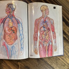 1959 Human Physiology TextBook – Holt Rinehart Winston – See photos