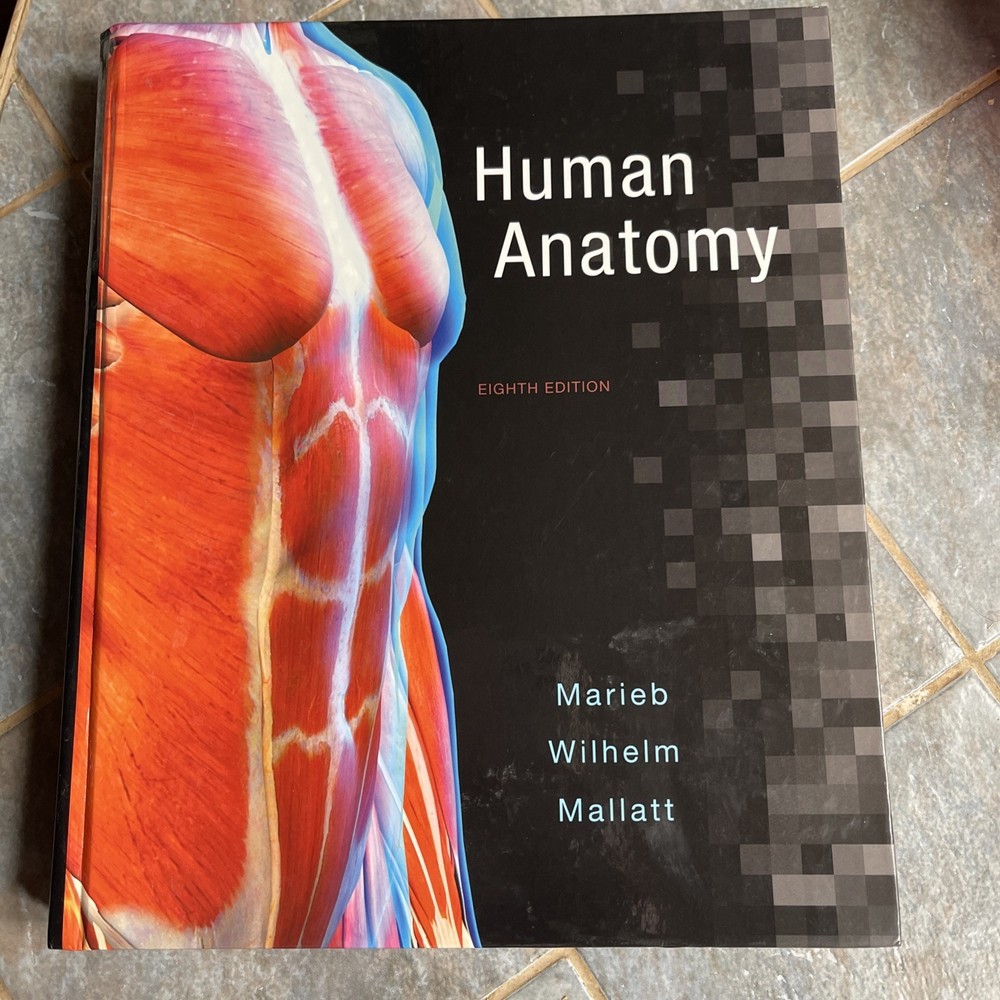 Human Anatomy (8th Edition) – Hardcover By Marieb, Elaine N – Like New