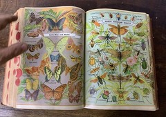 1941 Webster Comprehensive Encyclopedic Dictionary -Library Essential Knowledge