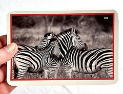 300 Nouns~vocabulary/speech Sounds/therapy/Color Photos. MADE IN THE USA!