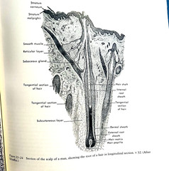 Vintage A Textbook of Histology Book Hardcover Tenth Edition William Bloom 1975