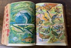 1941 Webster Comprehensive Encyclopedic Dictionary -Library Essential Knowledge