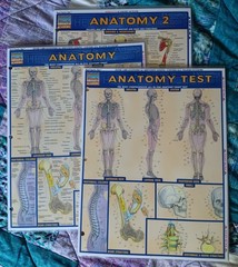 3 “Anatamy” aminated Fold Out -Quick Study Academic Bar Charts Inc Vincent Perez