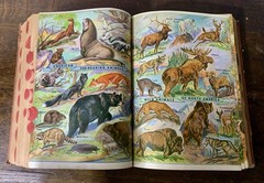 1941 Webster Comprehensive Encyclopedic Dictionary -Library Essential Knowledge