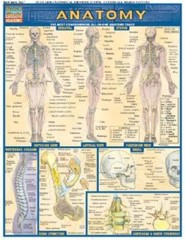 Anatomy (Quickstudy: Academic) – Pamphlet By BarCharts, Inc. – VERY GOOD