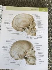 barrons the anatomy students self test visual dictionary 304pages 2011 1st editi