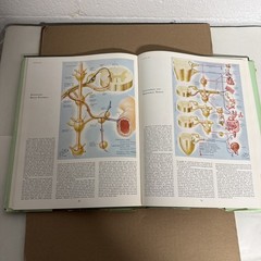Nervous System Volume I Ciba Collection Of Medical Illustrations Frank H Netter