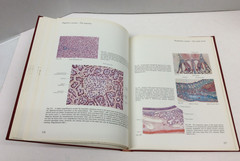 HISTOLOGY: A COLOR ATLAS Sobotta/Hammersen Illustrated HC 1976