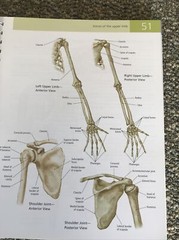 barrons the anatomy students self test visual dictionary 304pages 2011 1st editi