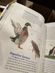 BJU Press Science 4 Student Textbook Fifth 5th Edition