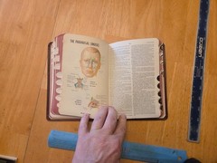 Dorland’s Pocket Medical Dictionary by Newman W. Dorland (1982, Hardcover)
