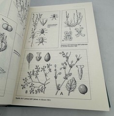Flora of the Gran Desierto and Río Colorado Delta by Felger, Richard Stephen