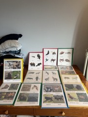 13 new folders of animal vocabulary words in color for speech language therapy