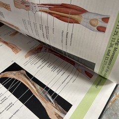 Human Anatomy (8th Edition) – Hardcover By Marieb, Elaine N – Like New