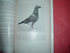 PIGEONS OF TODAY W WATMOUGH, A 5 HARD BACK 233 PAGES FULLY ILLUSTRATED